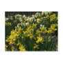 Yellow and White Daffodils Postcard