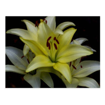Yellow and White Lilies Postcard