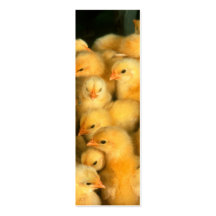 Yellow Baby Chicks Business Card