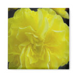 yellow begonia flower magnet