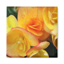 Yellow begonia fridge magnet