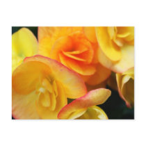 Yellow begonia post card