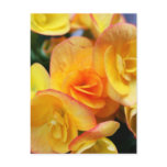 Yellow begonia postcards