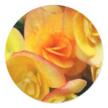 Yellow begonia round sticker