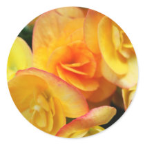 Yellow begonia round sticker