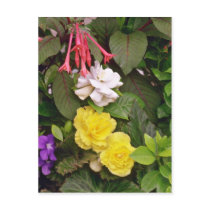 Yellow Begonias And Red, White Flowers flowers Postcards