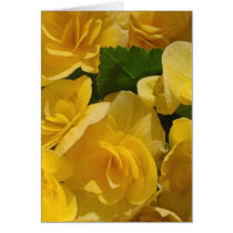 Yellow Begonias Greeting Cards