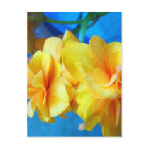 Yellow Begonias Post Cards