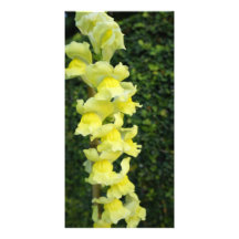 Yellow Bells Photo Cards