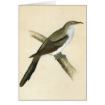 Yellow Billed Cuckoo Greeting Cards
