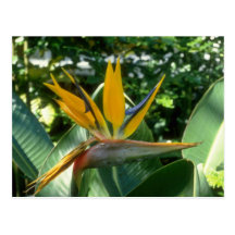 yellow Bird of paradise flowers Post Cards