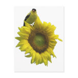 Yellow bird on yellow sunflower. post card