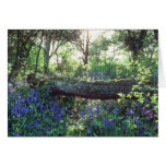 Yellow Bluebell wood, Howe Park Wood, Milton Keyne Cards