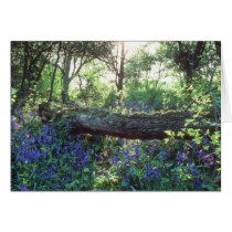 Yellow Bluebell wood, Howe Park Wood, Milton Keyne cards