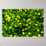 Yellow Buttercup Field Poster Photo Print