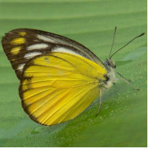 yellow butterfly acrylic cut out