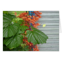 Yellow Butterfly by Butterfly Bush Costa Rica Card