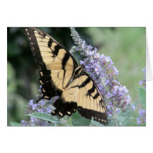 yellow butterfly cards