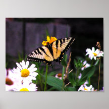 Yellow Butterfly Posters