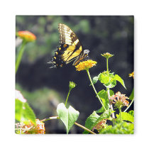 Yellow Butterfly Upclose Fridge Magnets