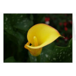 Yellow Calla. Cards