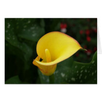 Yellow Calla. Cards
