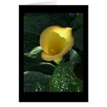 Yellow Calla Lily Blank Notecard
