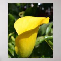 Yellow Calla Lily Posters