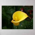 Yellow Calla. Poster