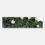 Yellow Canadian Anemone (Anemone Canadensis) Bumper Stickers