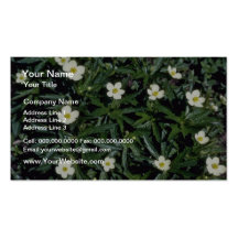 Yellow Canadian Anemone (Anemone Canadensis) Business Cards