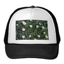 Yellow Canadian Anemone (Anemone Canadensis) Hats