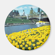 yellow Canadian Tulip Festival, Rideau Canal, Otta Refrigerator Magnet