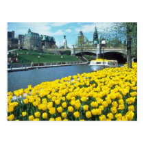yellow Canadian Tulip Festival, Rideau Canal, Otta postcards