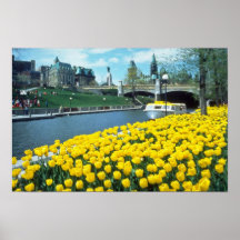 yellow Canadian Tulip Festival, Rideau Canal, Otta Print