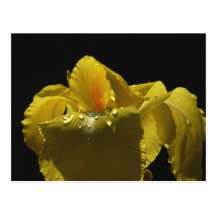 Yellow Canna Flower Postcard