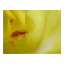 Yellow Canna flower postcard