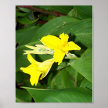 Yellow Canna in Bloom. Posters