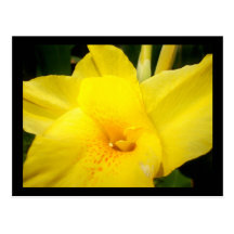 Yellow canna lily flower postcard