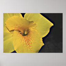 Yellow Canna Lily on Canvas Print