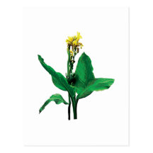 Yellow Canna Postcard