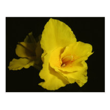 Yellow Cannas Canna Lilies Flower Photo Post Card