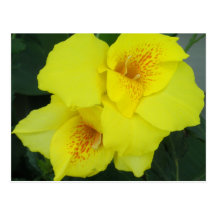 Yellow Cannas Canna Lilies Flower Photo Post Cards