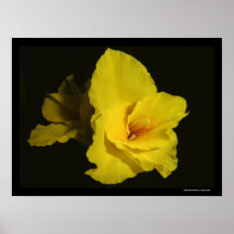 Yellow Cannas Canna Lilies Flower Photo Posters
