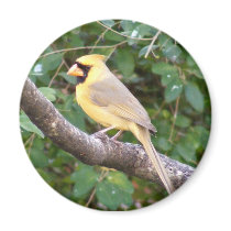 Yellow Cardinal Refrigerator Magnets