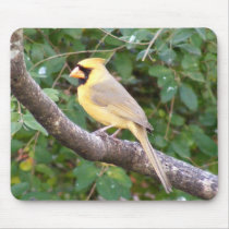 Yellow Cardinal Mouse Pads