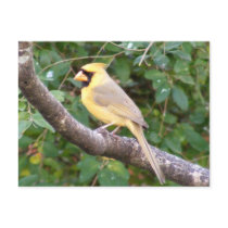 Yellow Cardinal Post Cards