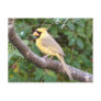 Yellow Cardinal Post Cards