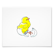yellow chicken hatching baby chick.png photographic print