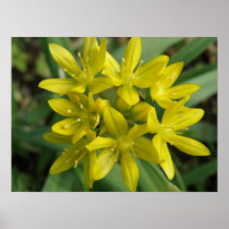 Yellow Chionodoxa Print